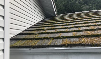 Moss removal in bellevue